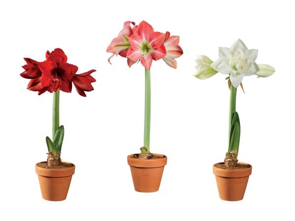Amaryllis dans un pot en terre cuite