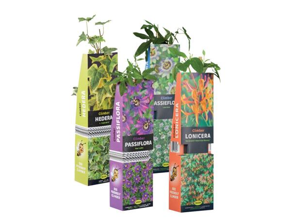 Climbing plants