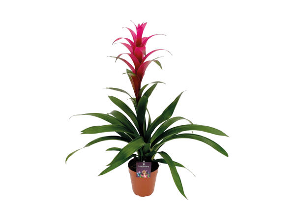 Bromeliåa