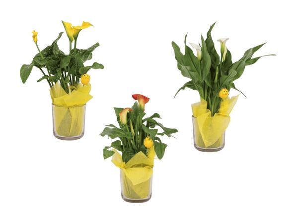 Calla en vase avec poussin et tissu
