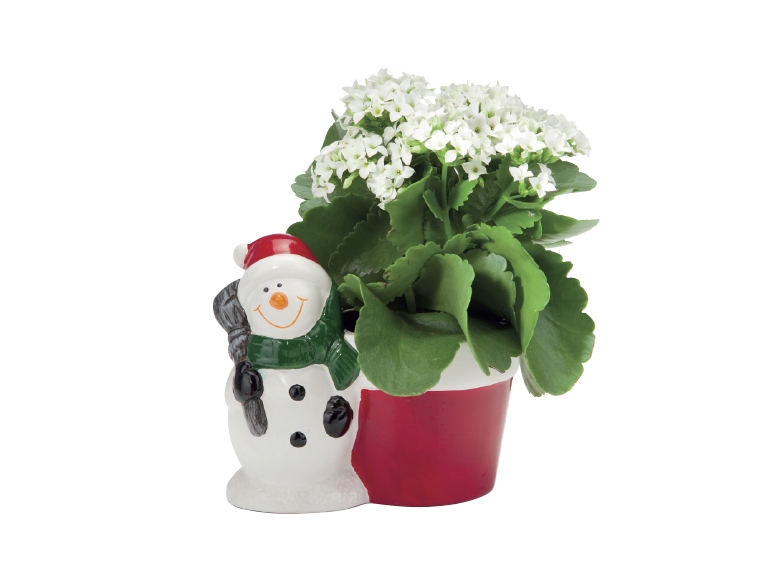 Kalanchoe In Christmas Ceramic Pot