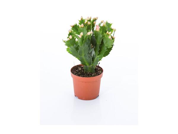 Christmas Cactus