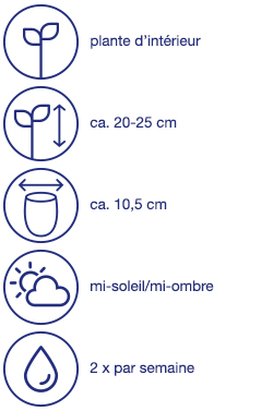 Campanule