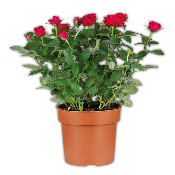 Jumbo Topfrose