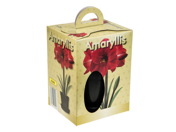 Grow Your Own Amaryllis