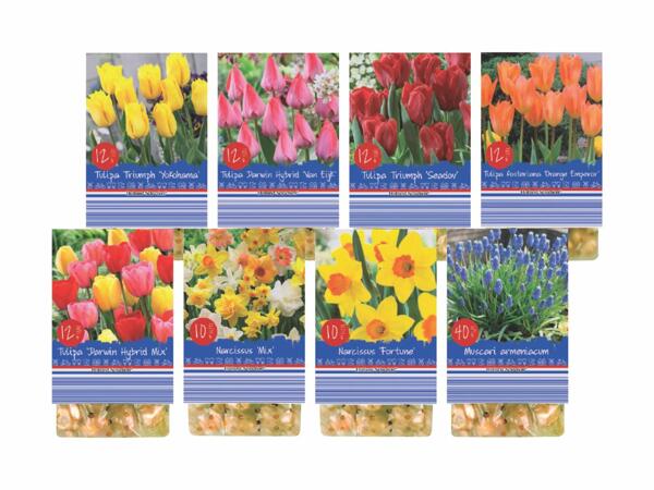 Spring Bulbs