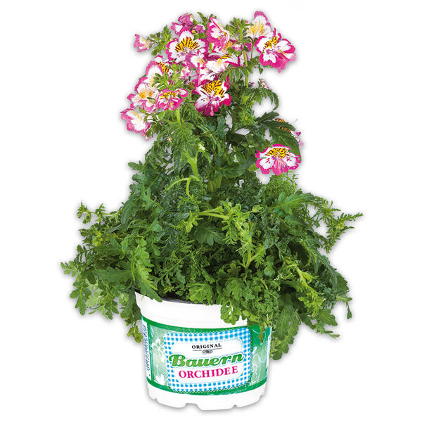 Bauernorchidee