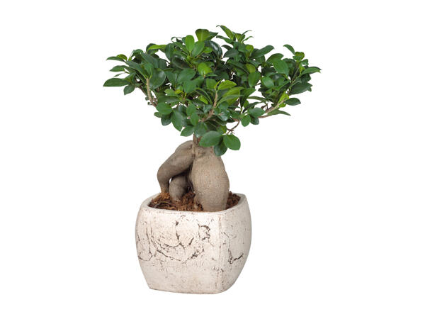 Ficus Ginseng
