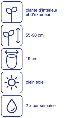 Palmier