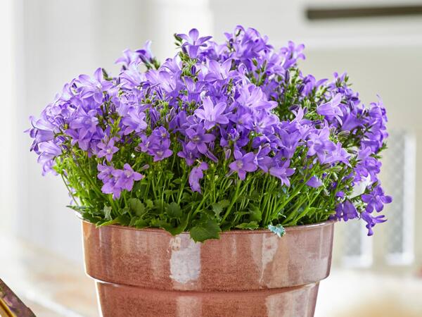 Klokkeblomst