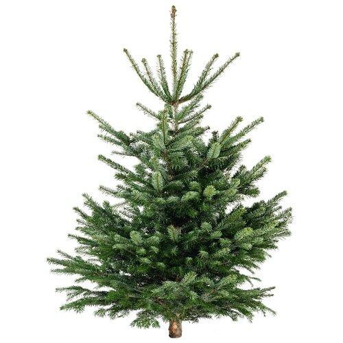 Sapin Nordmann