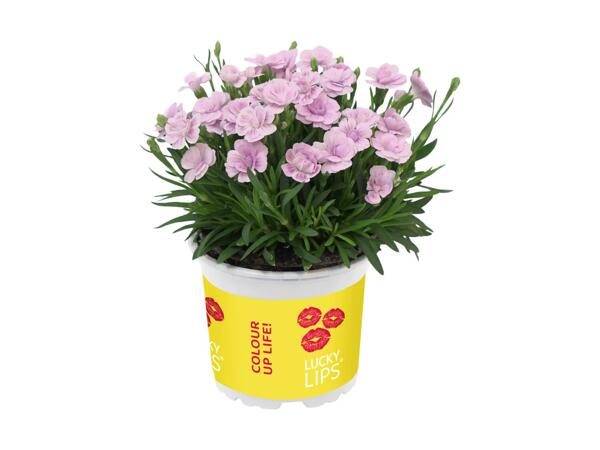 Dianthus Lucky Lips