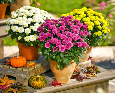Chrysantheme multiflora