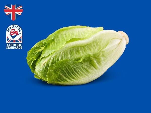 British Mini Cosberg Lettuce