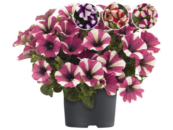 Petunia