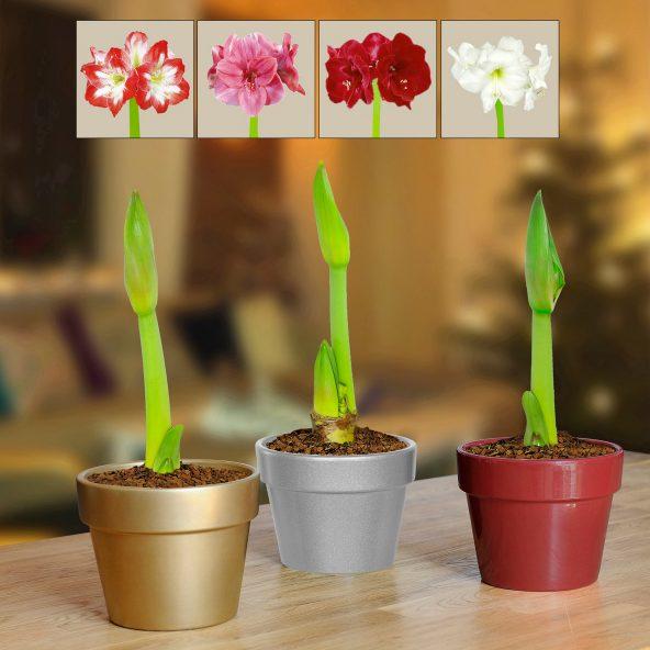 Amaryllis i potte