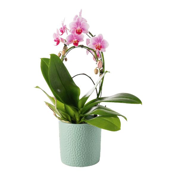 Orchidée