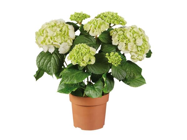 Hydrangea