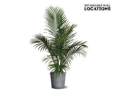 10" Foliage