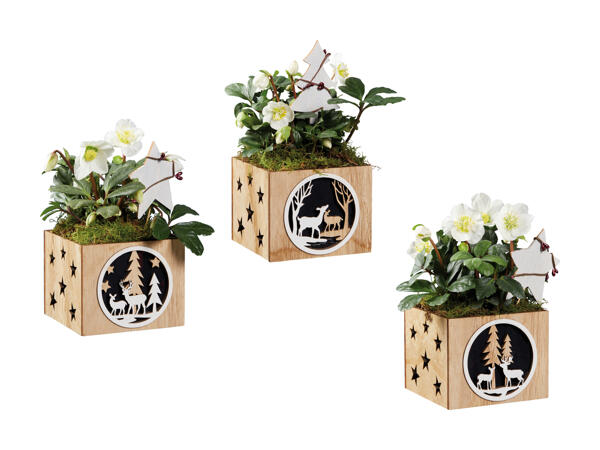 Helleborus im Holztopf