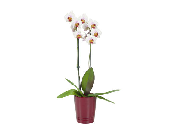 Phalaenopsis, 2 stems