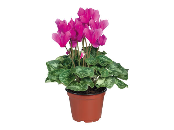 Cyclamen