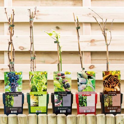 Plant fruitier