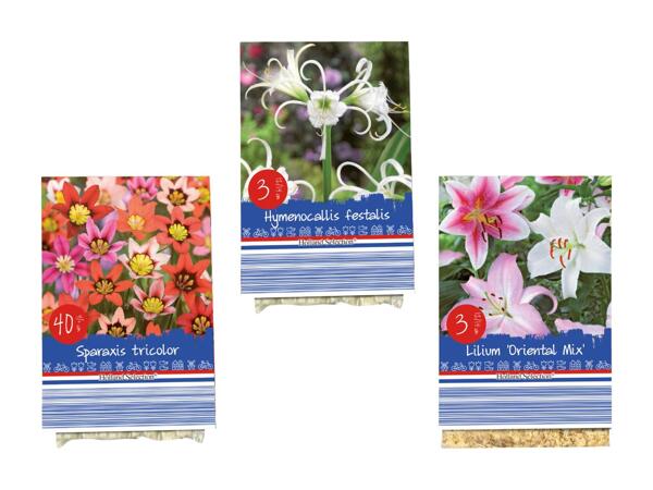 Bulbes de fleurs "standard"