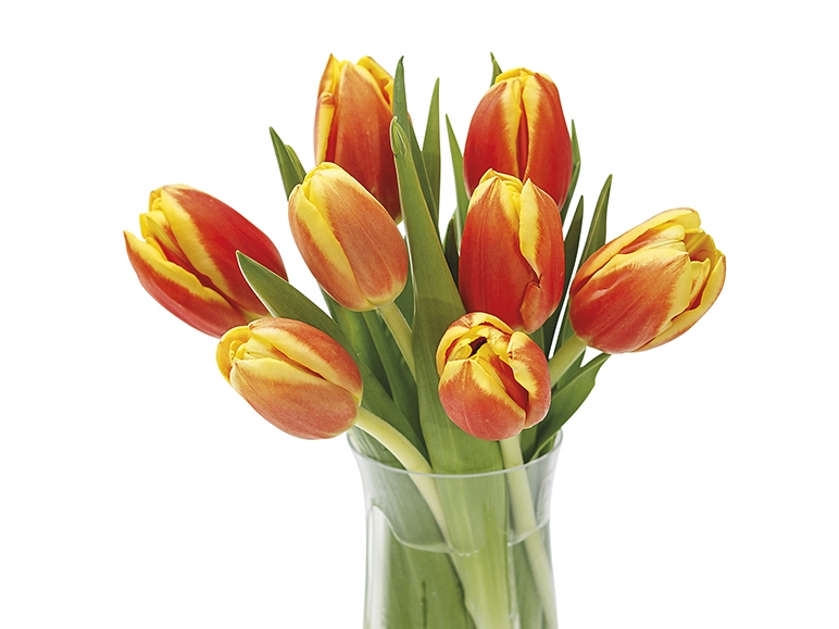 Tulips