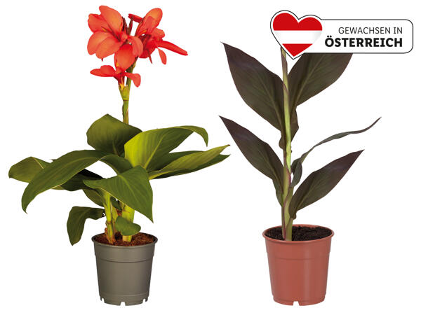 Canna Indica