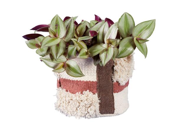 Cosy Indoor Plant