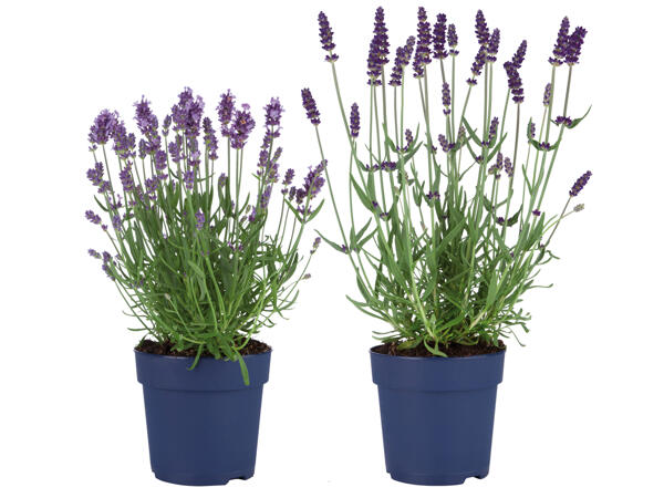 Lavendel angustifolia