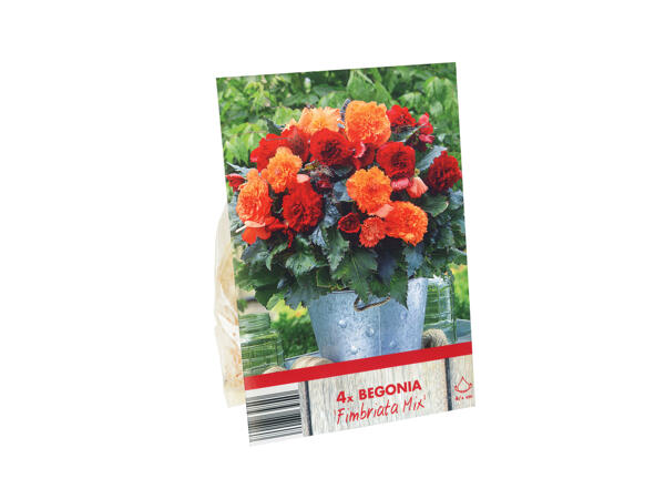 Begonia Bulbs