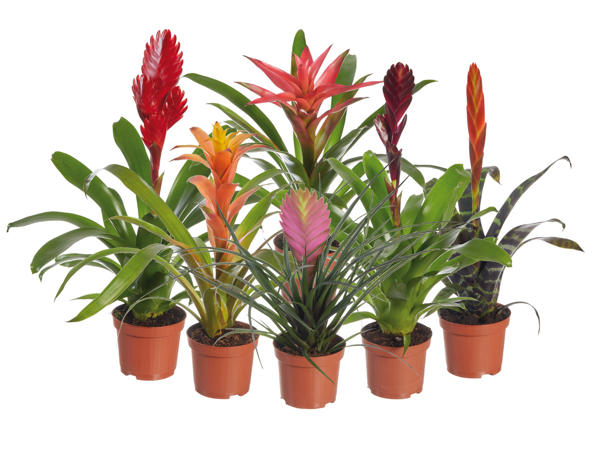Bromelia
