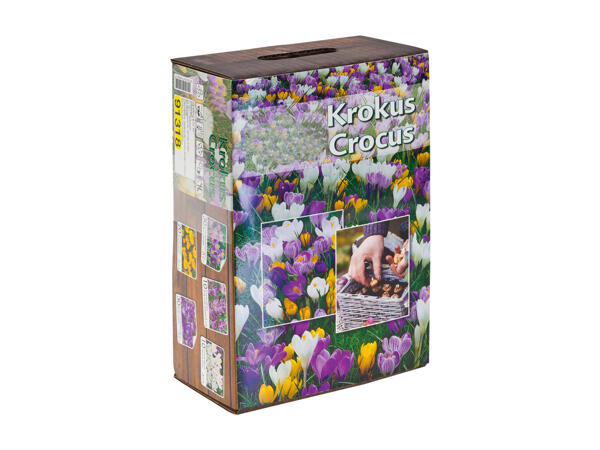 Flower bulbs