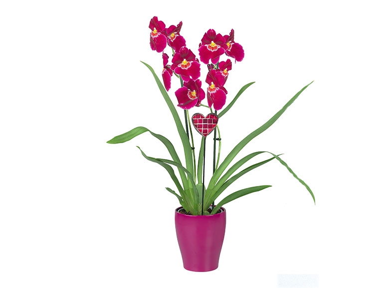 Phalaenopsis in keramieken pot