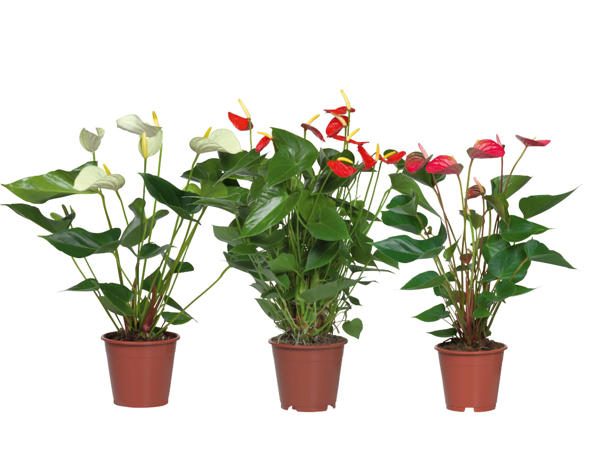 Rosenkalla