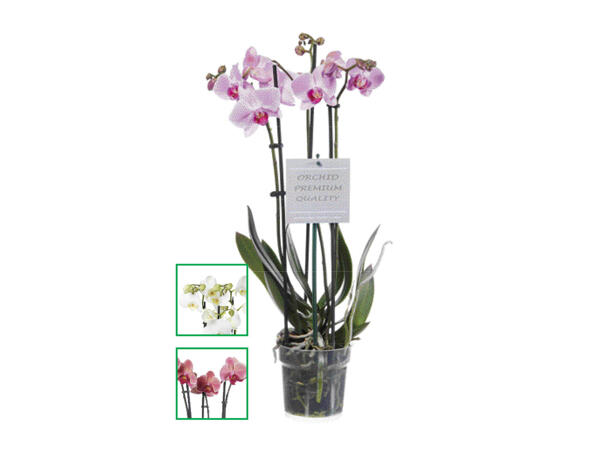 Orkidea 3-vanainen
