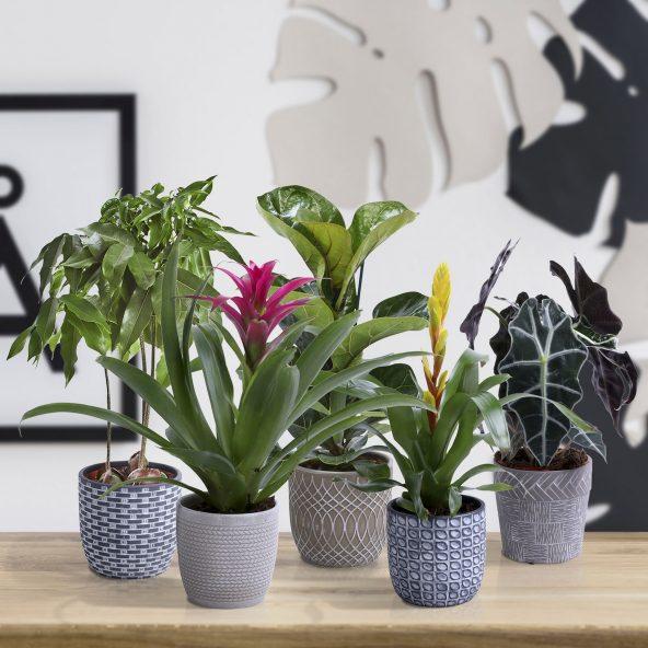 Potteplante