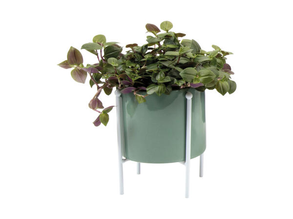Grøn plante eller mini plante i skjuler