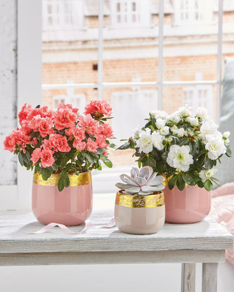 Azalea In Ceramic