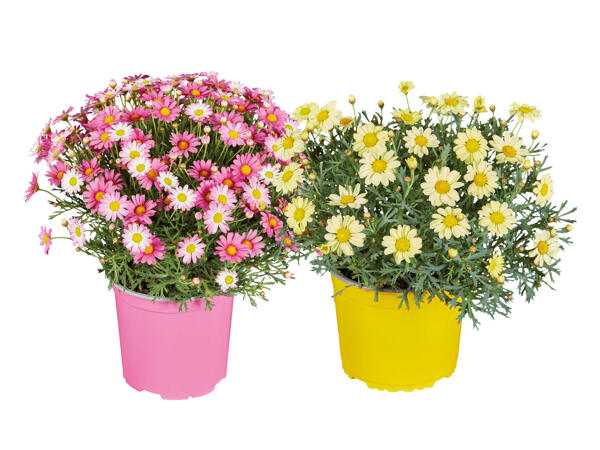 Daisies