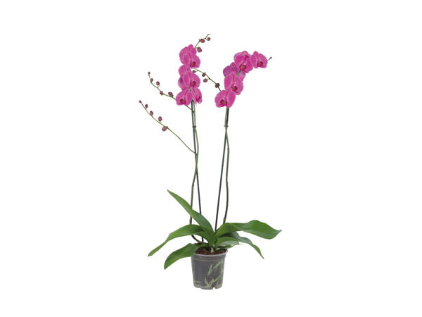 Two Stem Orchid1