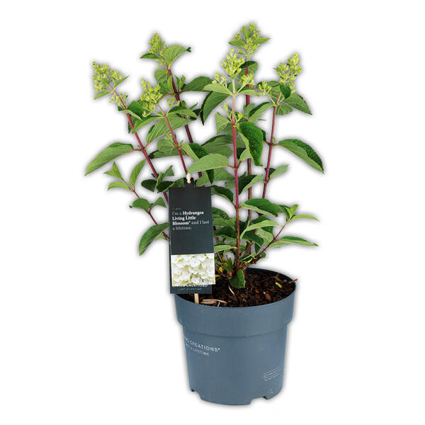 Rispen Hortensie