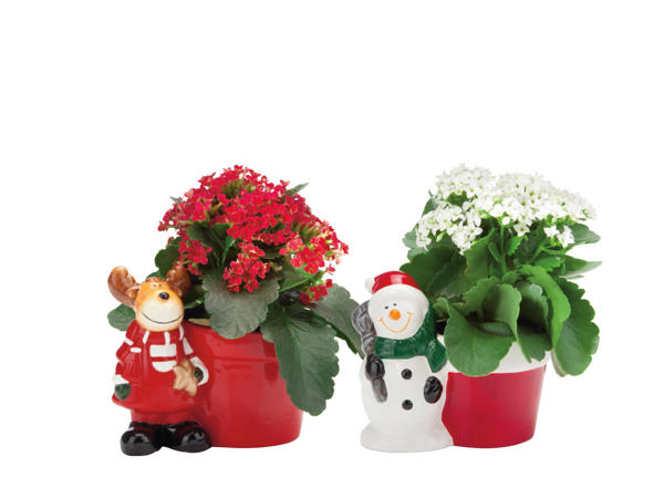 Kalanchoe i julkruka