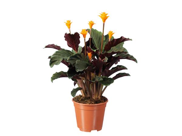 Calathea crocata, Zantedeschia, Anthurium