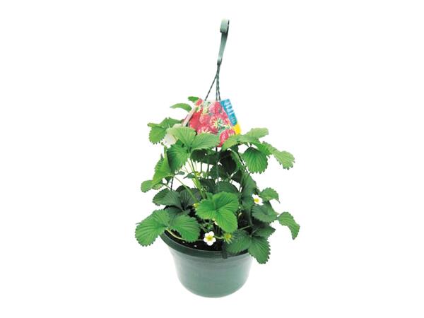 Strawberry Hanging Basket