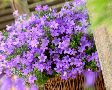 Blühende Sommerstaude