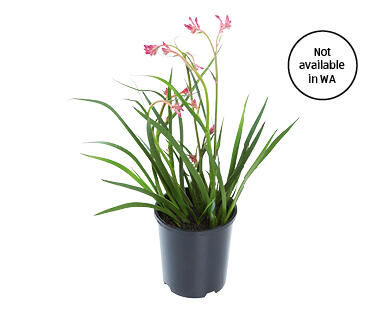 Kangaroo Paw 140mm