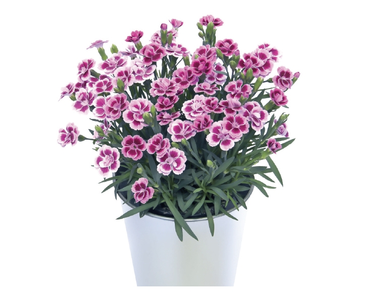 Dianthus